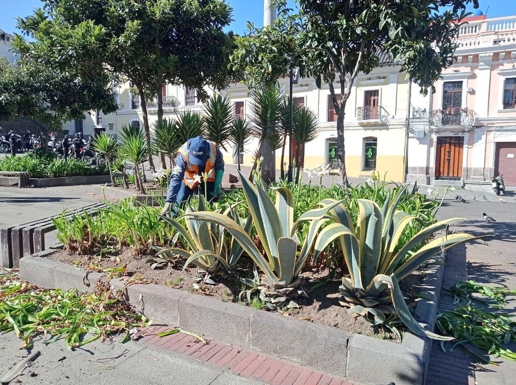 Colocación de nuevas plantas Quito Informa