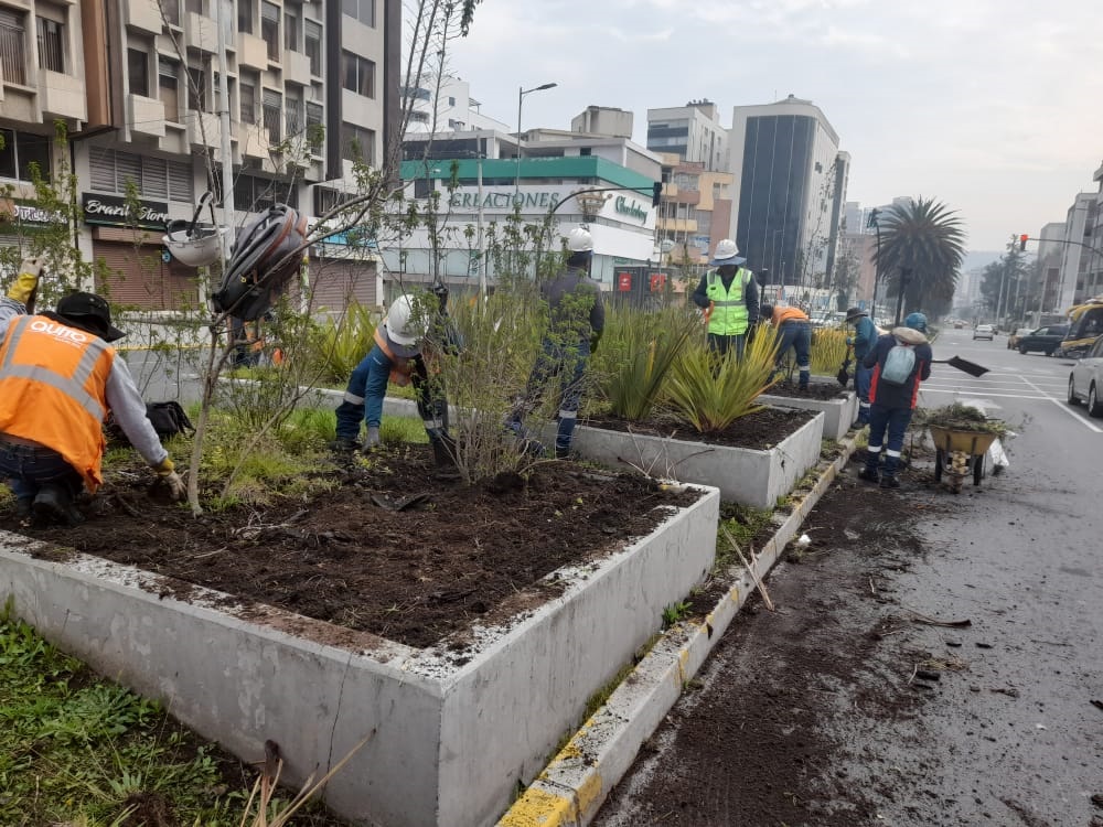 Colocación de nuevas plantas Quito Informa