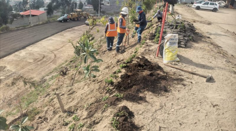 M S De Mil Plantas Se Colocan En Los Nuevos Y Rehabilitados Espacios