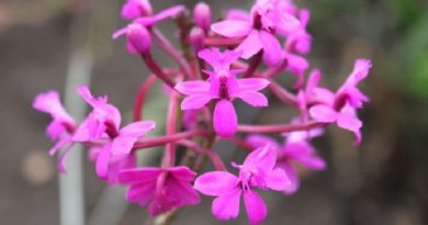 Exposición de orquídeas – Quito Informa