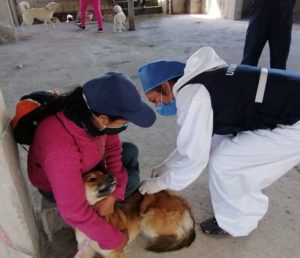 Esterilizaciones en el DMQ