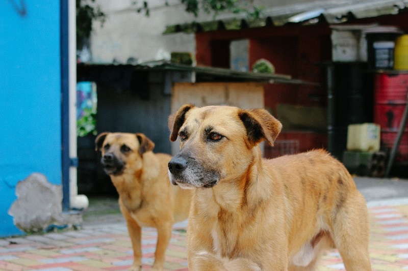 27 De Julio ‘día Mundial Del Perro Callejero Quito Informa