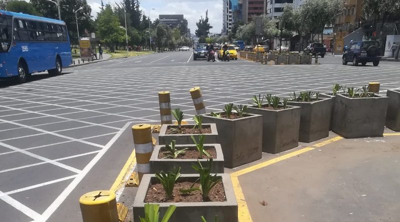 Agapantos engalanan el parterre central de la Av. De Los Shyris – Quito  Informa