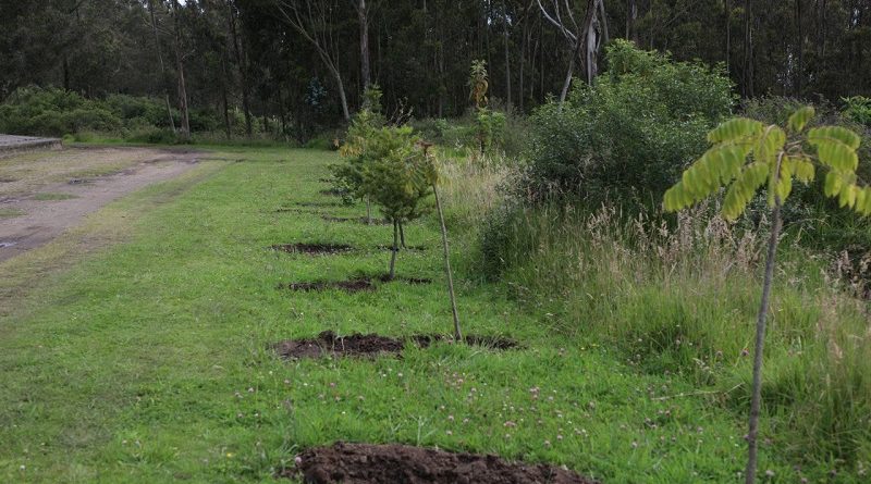 Arborización Parque Metropolitano del Sur