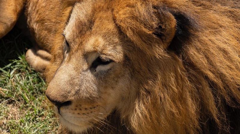 Manada de leones comparten el mismo espacio – Quito Informa