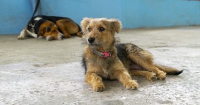 UBA atiende a perros callejeros