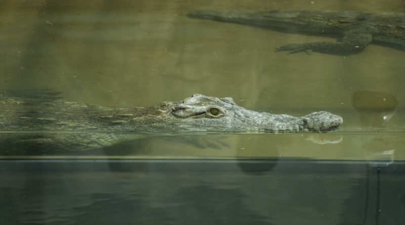 Cocodrilos de la costa llegaron al Quitozoo – Quito Informa