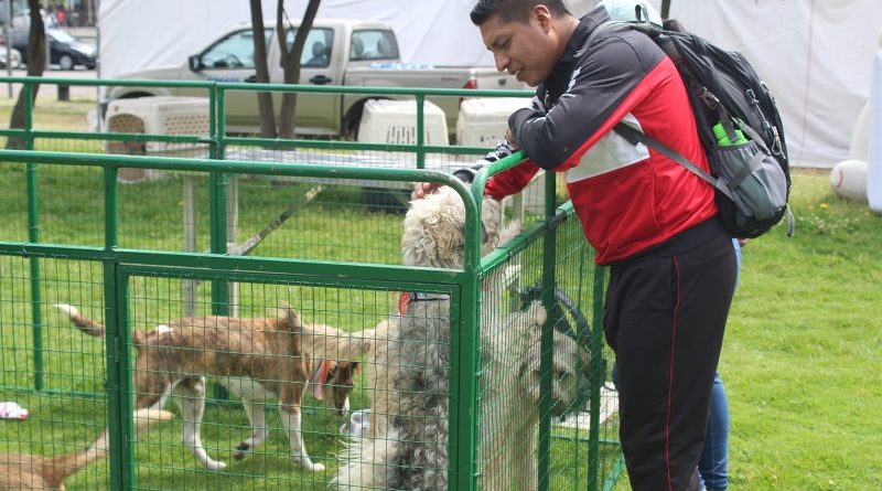 Brigada de adopciones 10 de junio