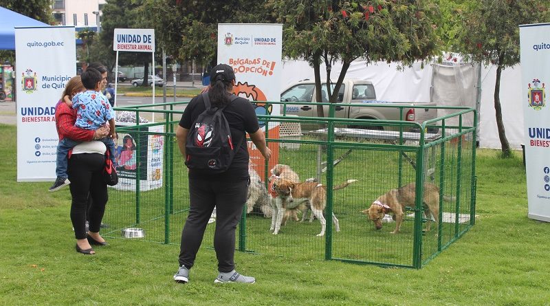 Brigada de adopciones 10 de junio