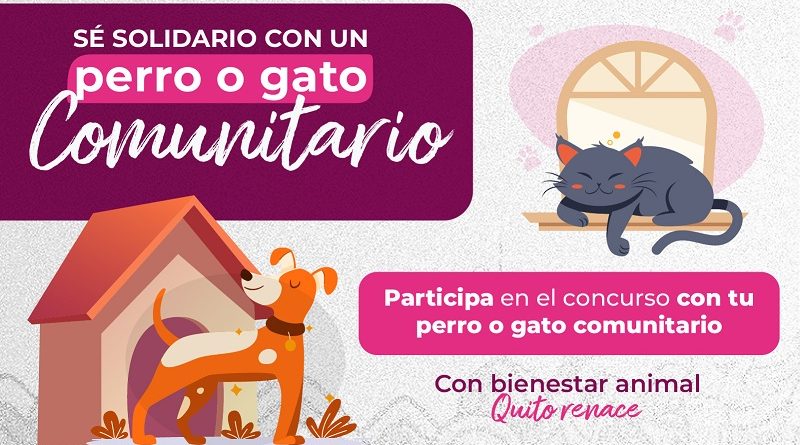 Sé solidario con un perro o gato comunitario