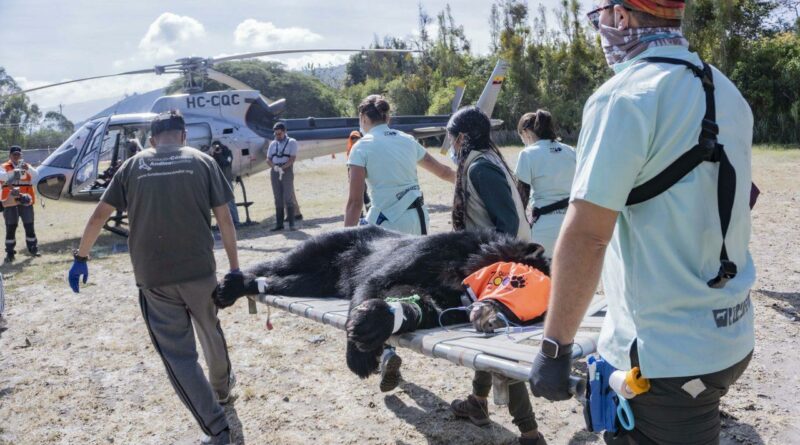 ‘Tupak’, el oso andino, volvió al bosque