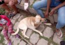 El dueño del perro que atacó a un niño en Tumbaco deberá pagar una multa de más de USD 4.000