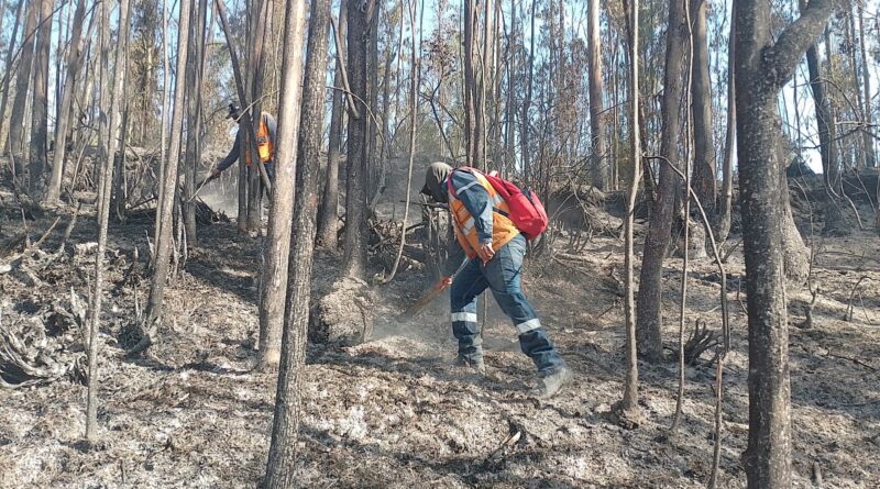 Incendio en el parque metropolitano Guangüiltagua está controlado