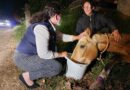  UBA atiende a animales afectados por incendios forestales