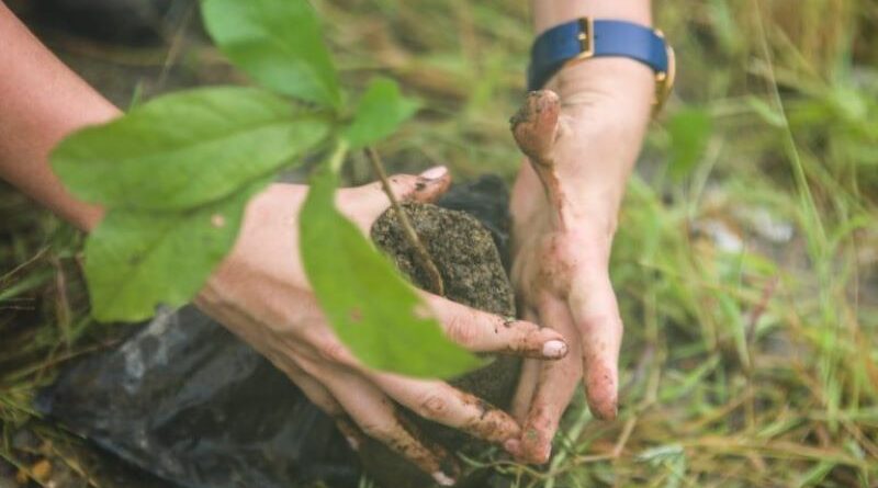 El 24 de noviembre todos juntamos nuestras manos para la gran jornada de reforestación en Quito