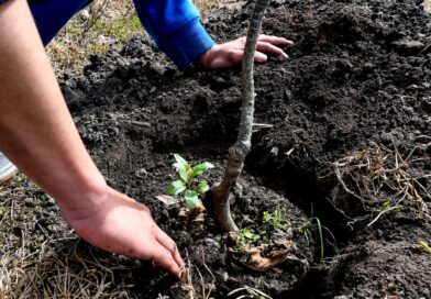 ‘Quito más verde que nunca’: Todo listo para la minga de reforestación