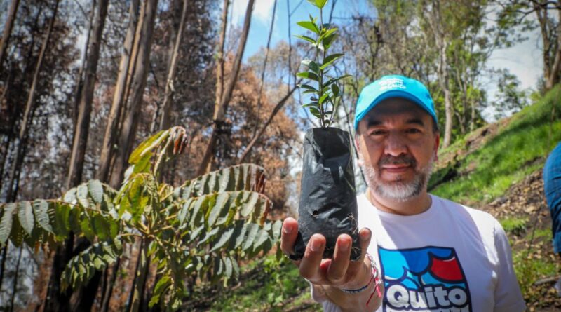 Una jornada de reforestación se vivió para hacer de ‘Quito, más verde que nunca’